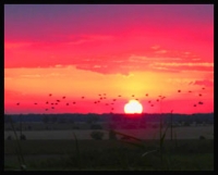 Au royaume des oiseaux  